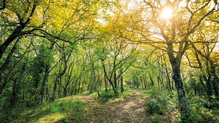 piccola radura nel bosco con alberi e sole